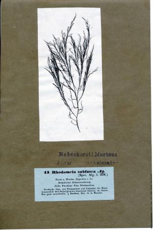 Rhodomela confervoides.jpg